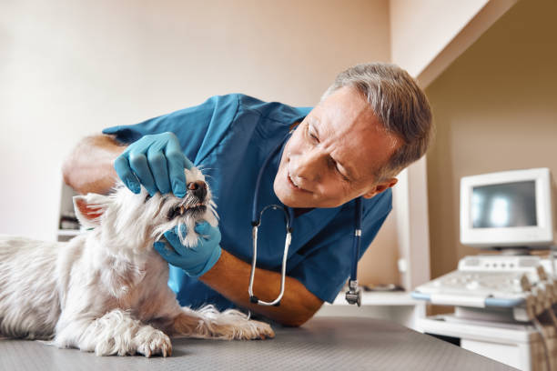 Best After-Hours Dental Care in Willimantic, CT